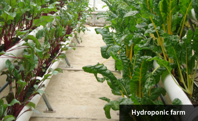 Hydroponic farm