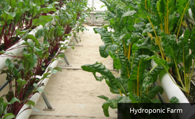 Hydroponic farm
